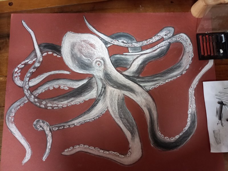 Octopus
