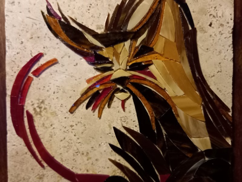 Chat vénère
